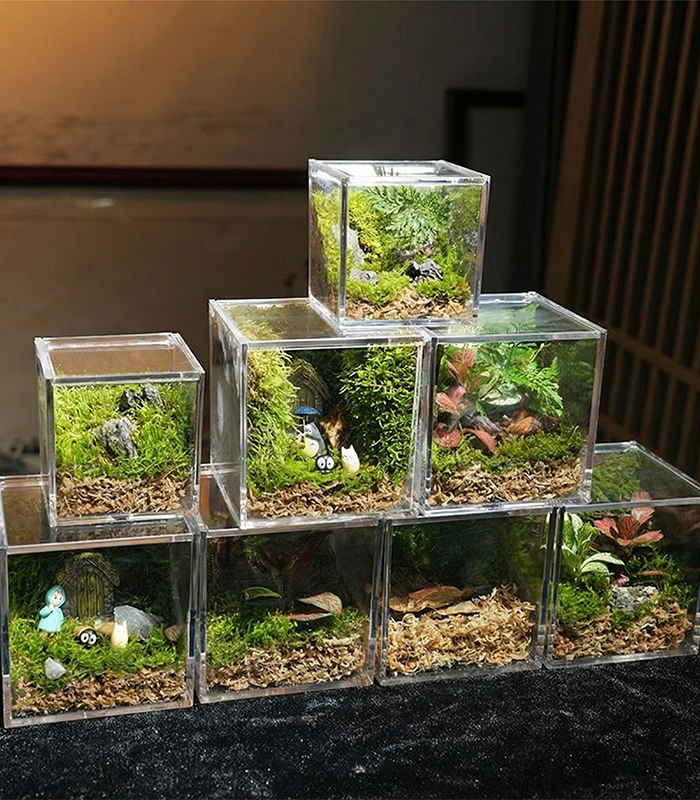 live sphagnum moss for sale