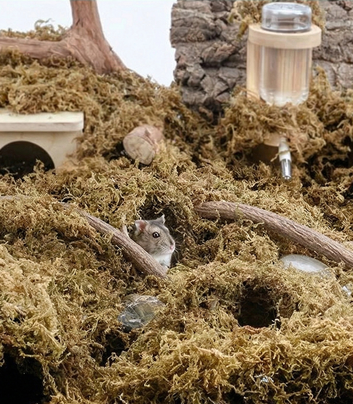 live sphagnum moss for sale