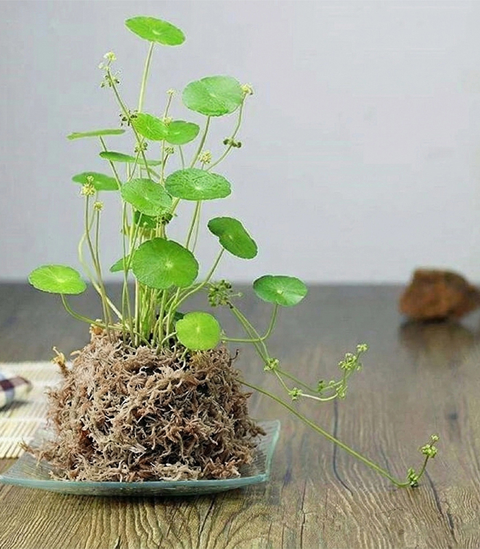 live sphagnum moss for sale