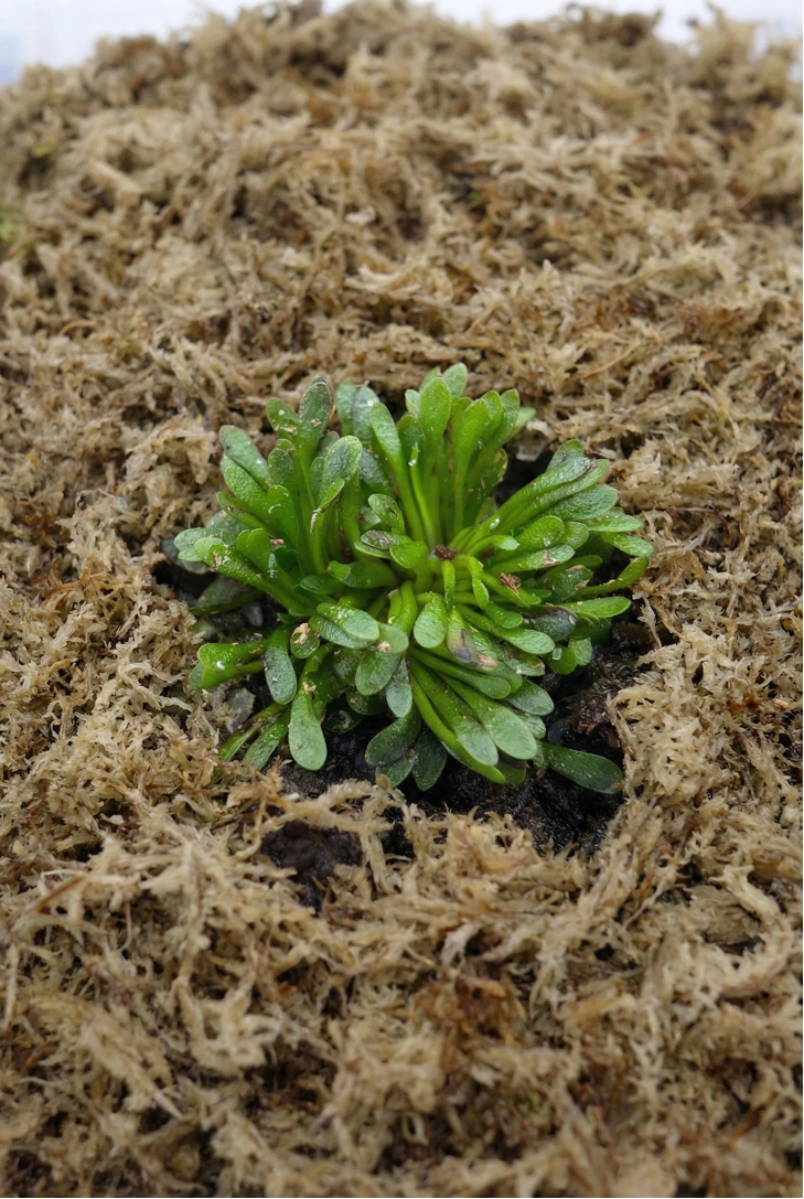 sphagnum moss what is it