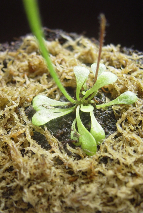 sphagnum moss what is it