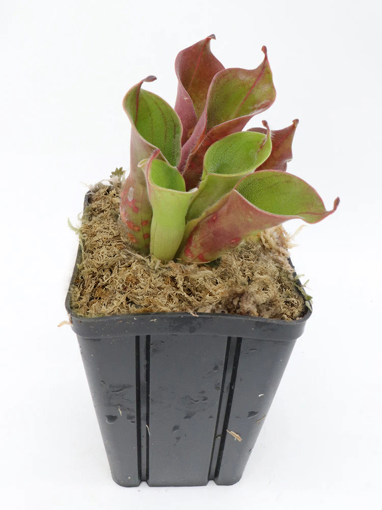 sphagnum moss for indoor plants