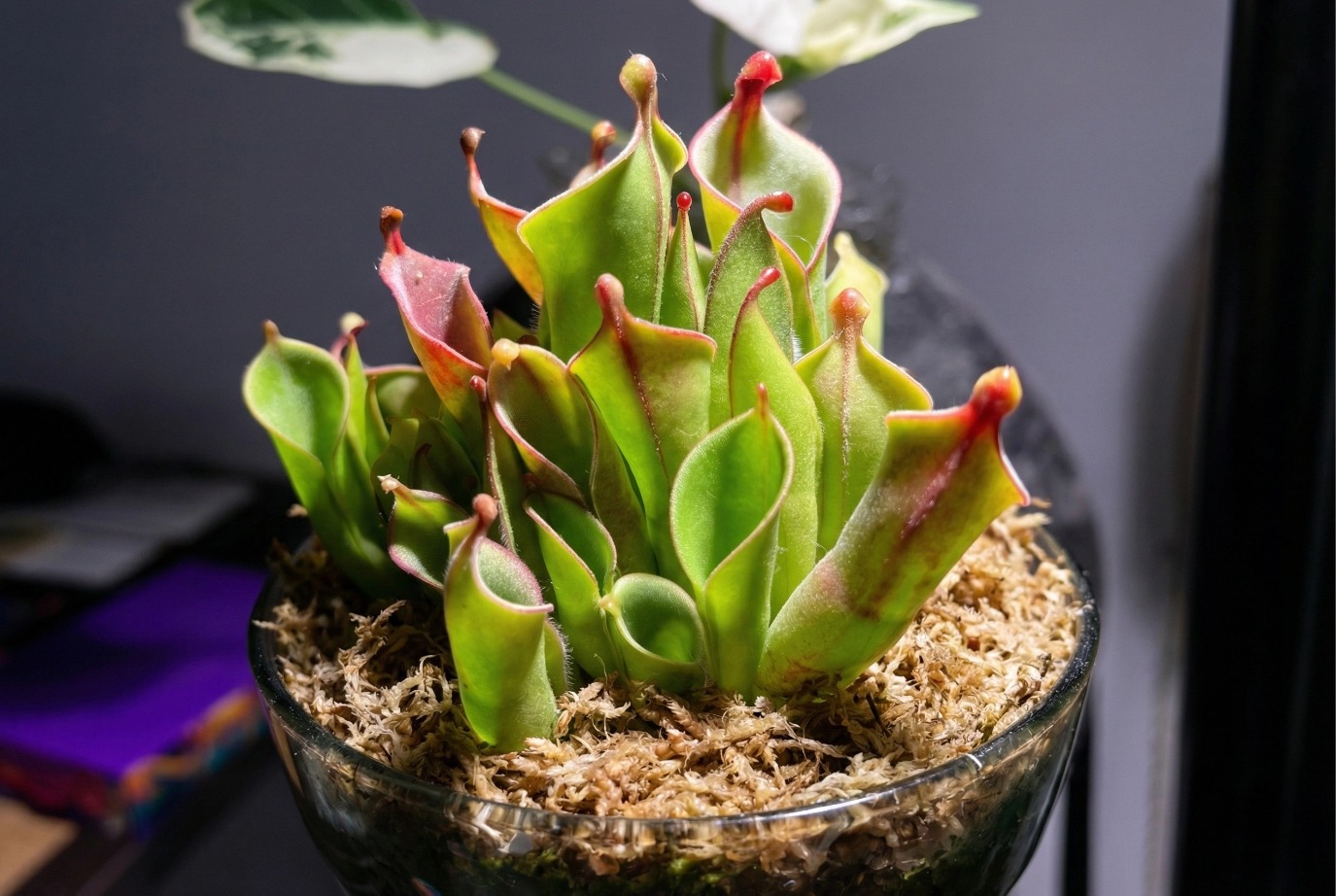 sphagnum moss for indoor plants