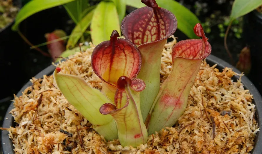 Heliamphora