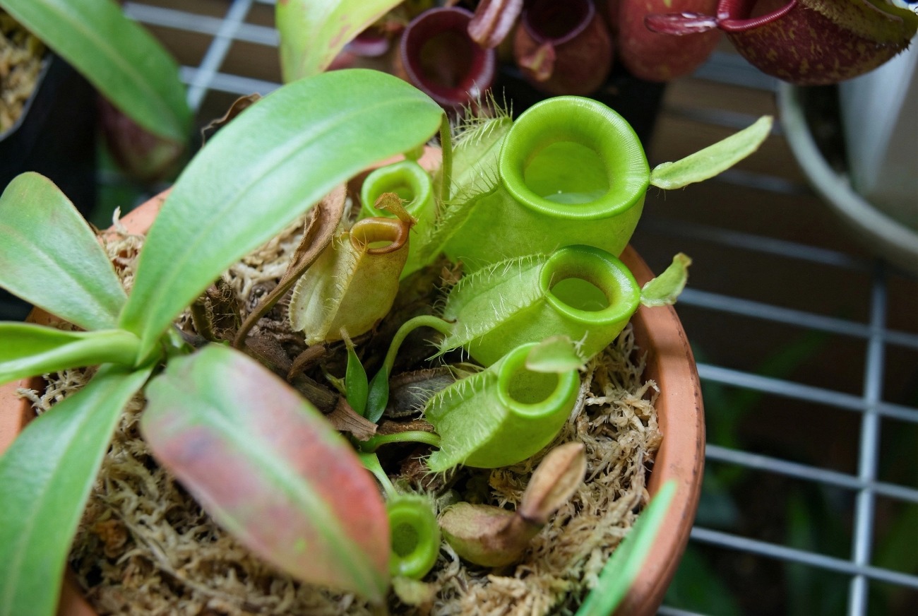 sphagnum moss for nepenthes