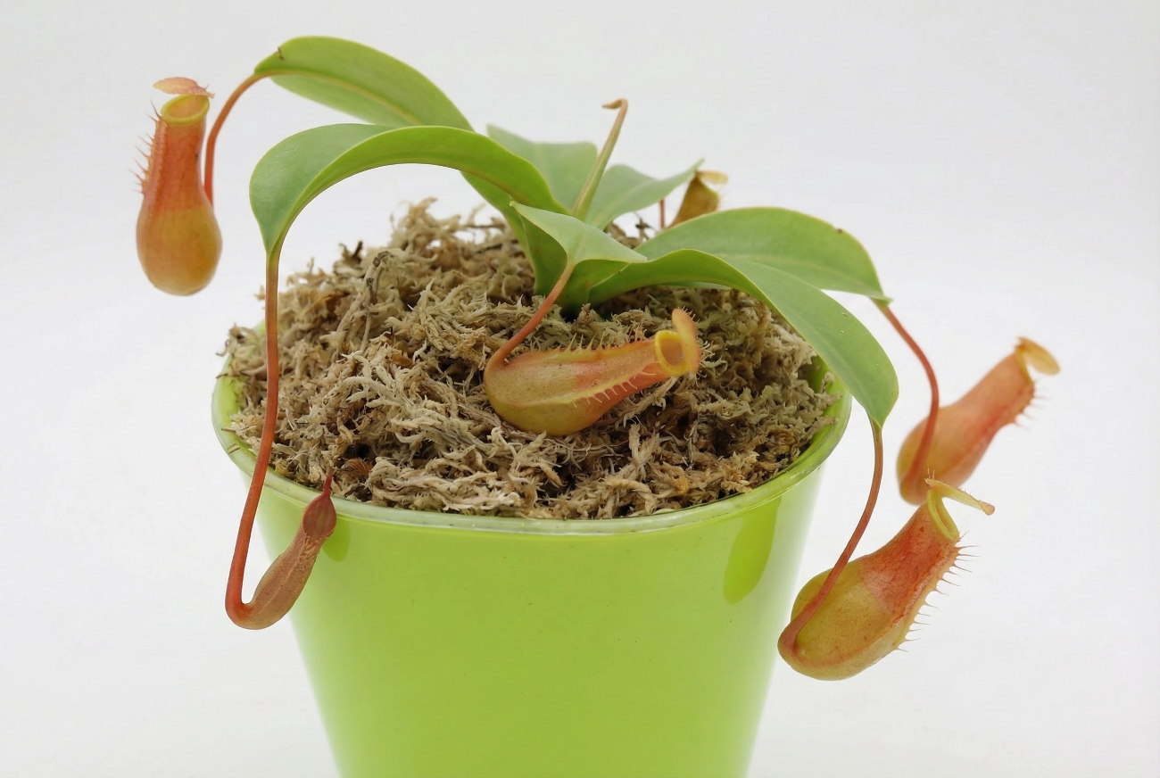 sphagnum moss for nepenthes
