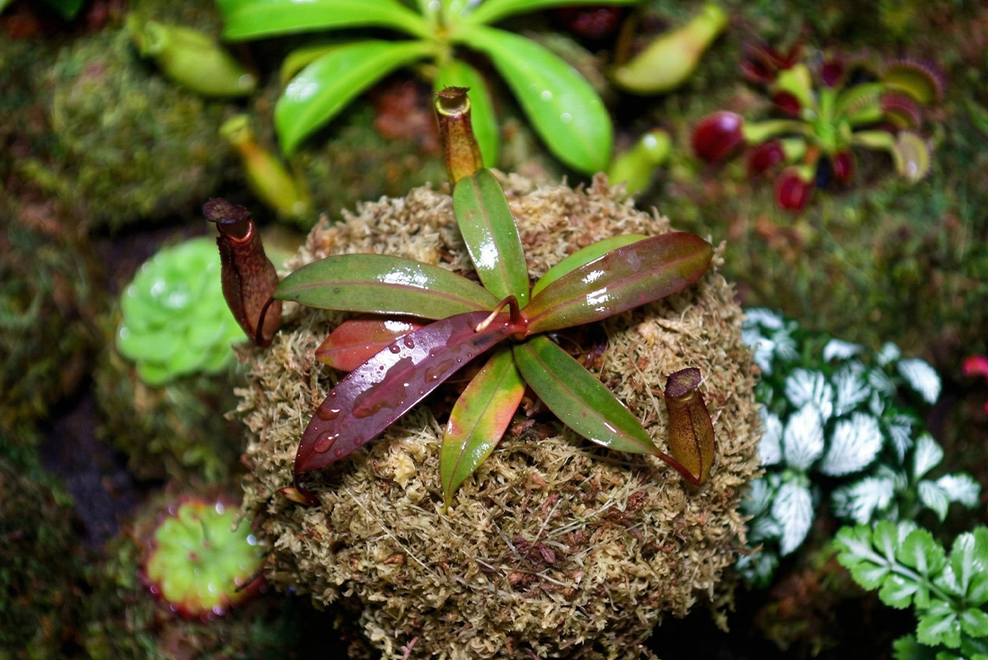 sphagnum moss for nepenthes