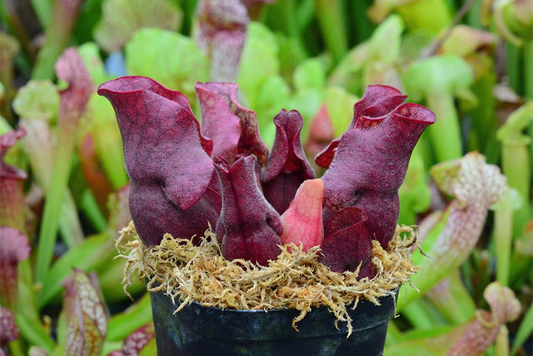 sphagnum moss for nepenthes
