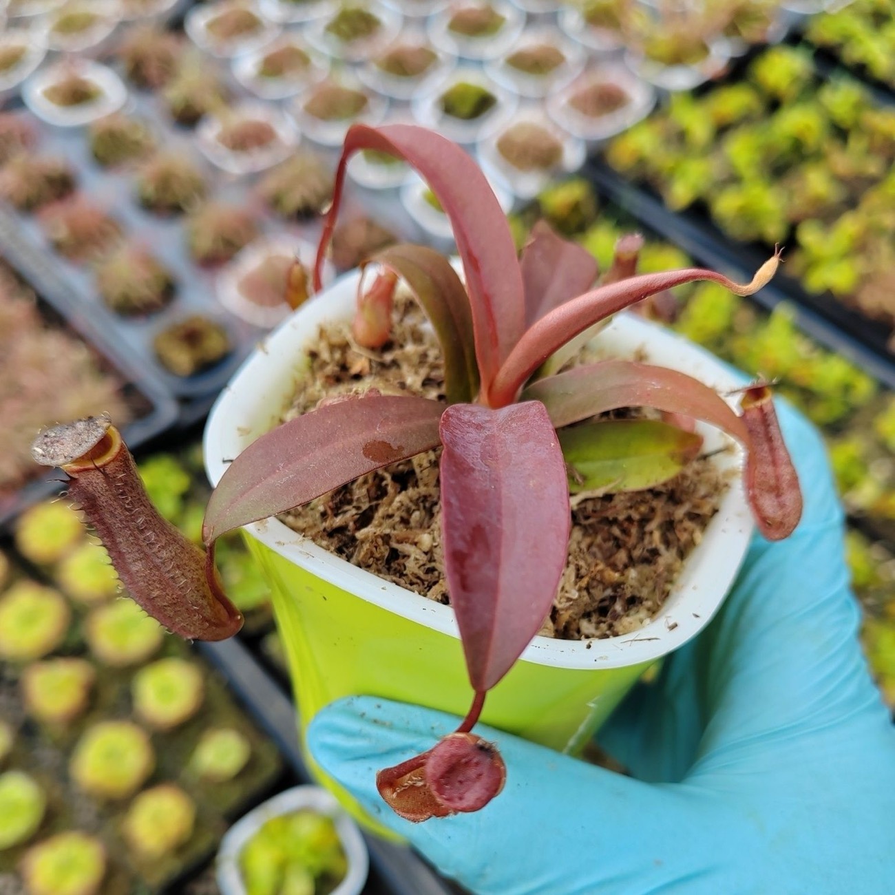 sphagnum moss for nepenthes