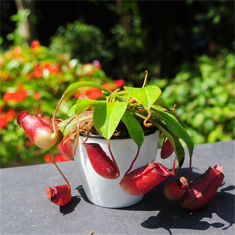 sphagnum moss for nepenthes