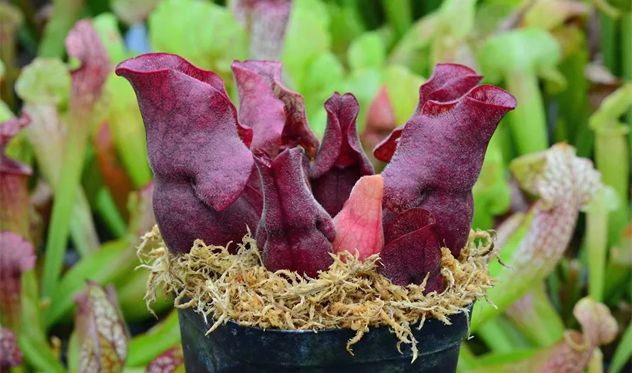 Nepenthes