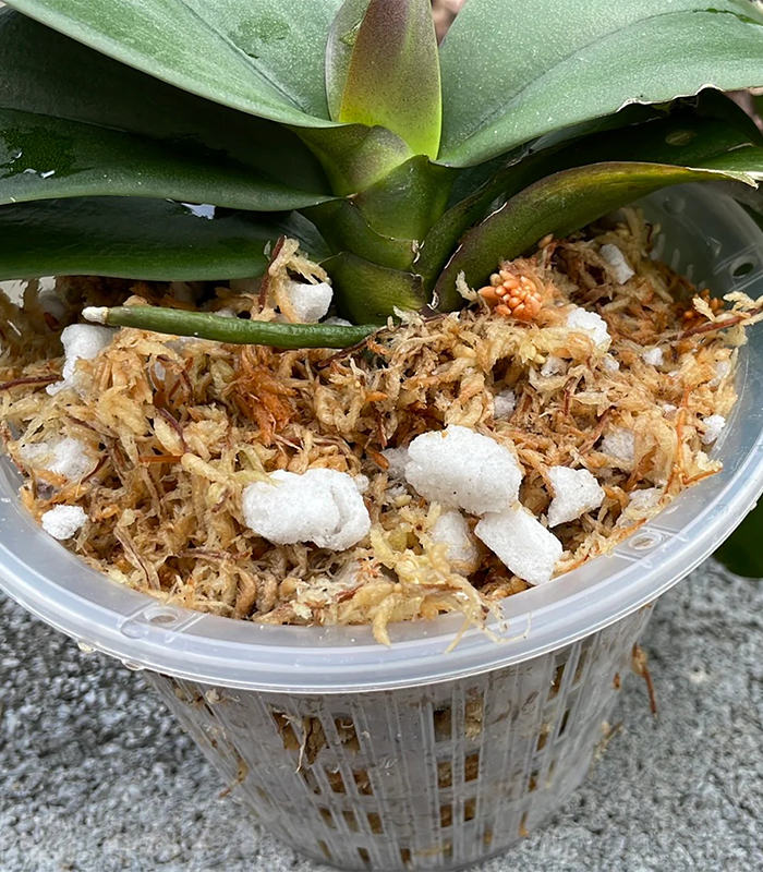sphagnum moss potting mix