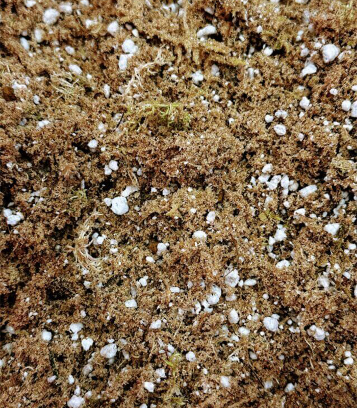 sphagnum moss potting mix