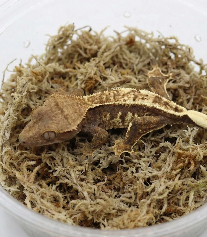 sphagnum moss for reptiles