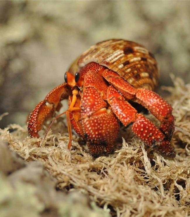 sphagnum moss for reptiles