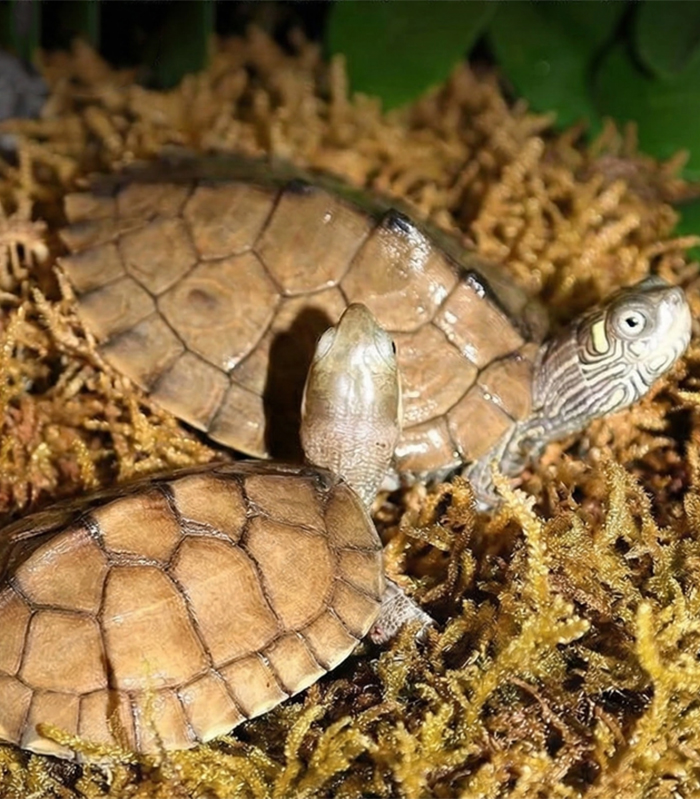 sphagnum moss for reptiles