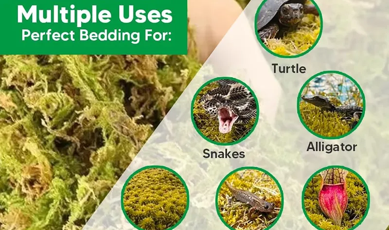 For Reptile