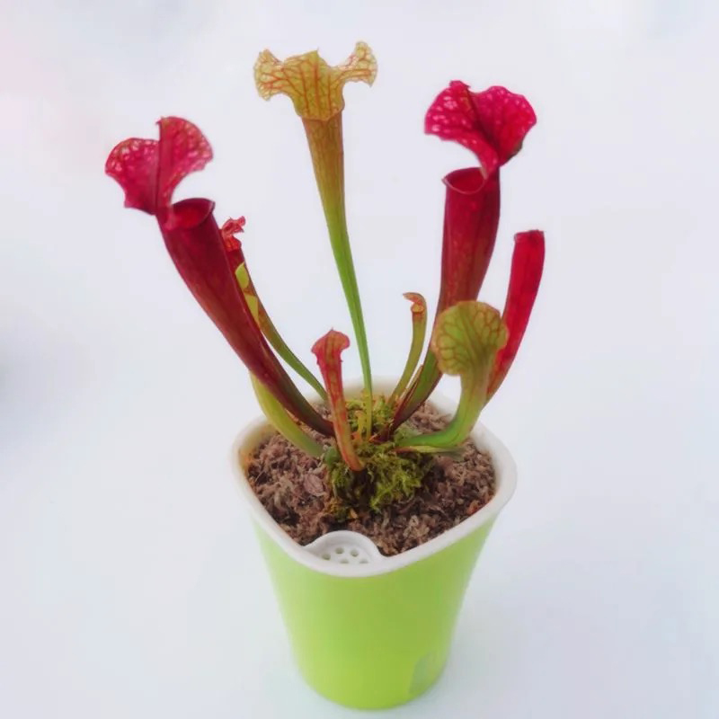 sarracenia sphagnum moss