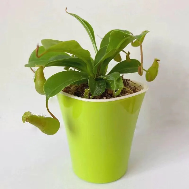 sarracenia sphagnum moss
