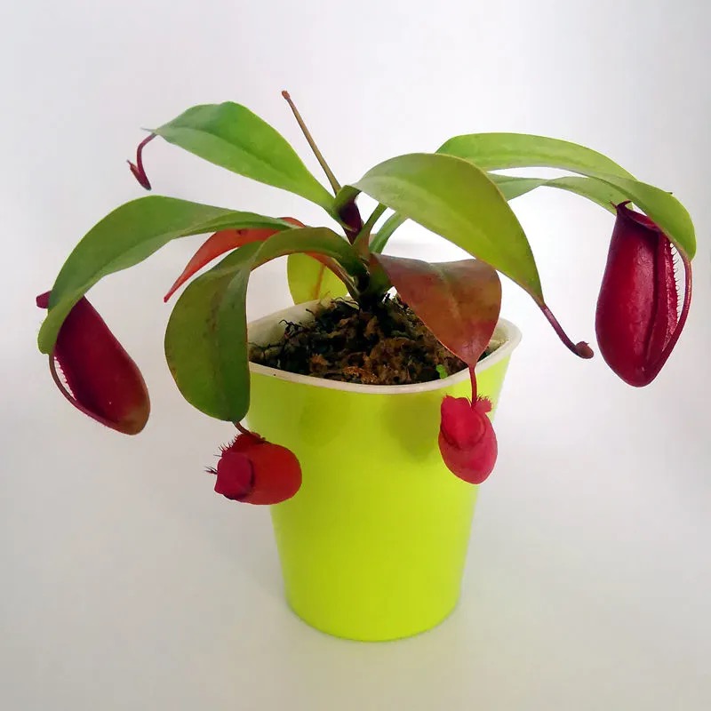 sarracenia sphagnum moss