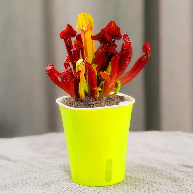 sarracenia sphagnum moss