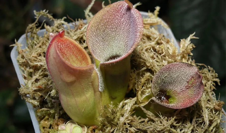 Sarracenia