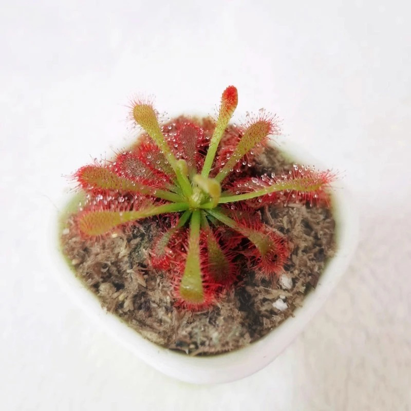 sphagnum moss for sundews