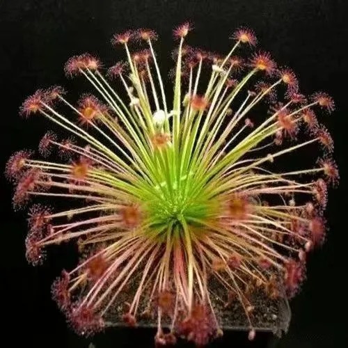 sphagnum moss for sundews