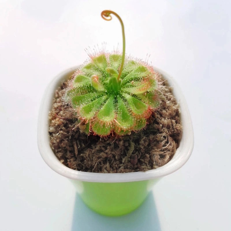 sphagnum moss for sundews