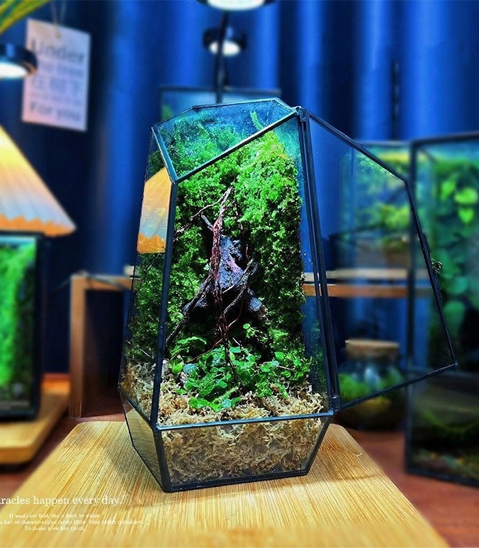 sphagnum moss for terrarium