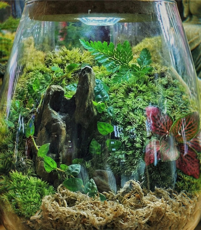 sphagnum moss for terrarium