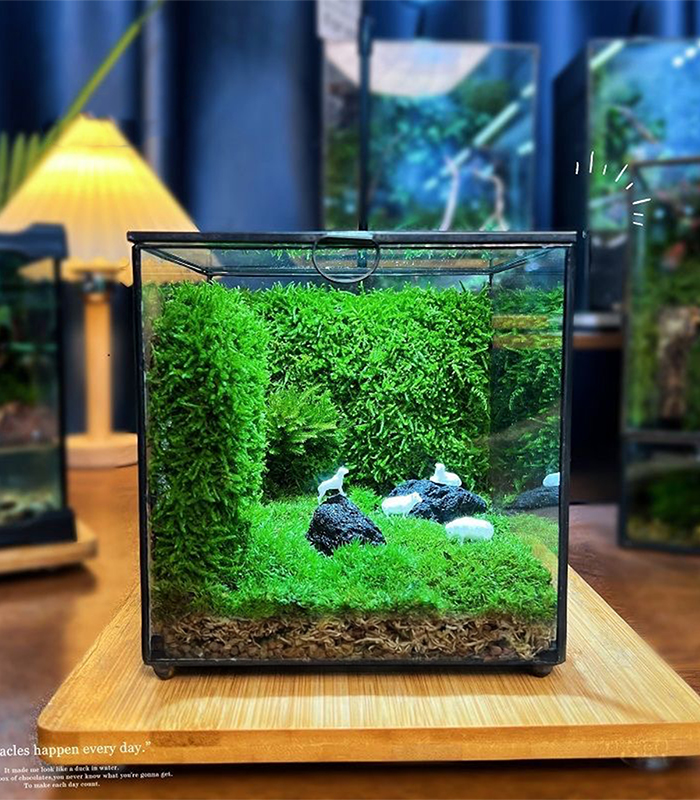 sphagnum moss for terrarium