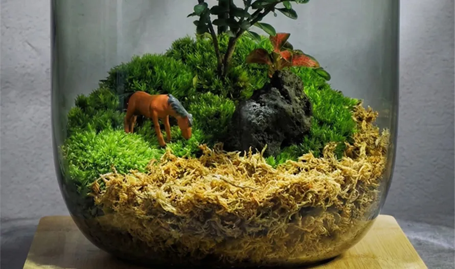 For Terrarium