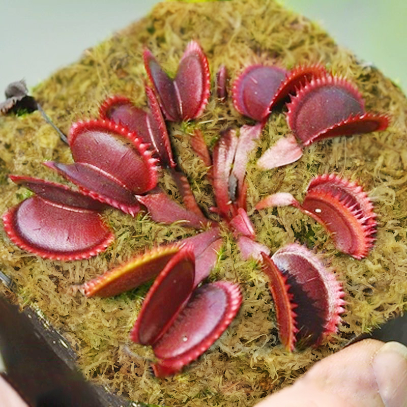 sphagnum moss for venus fly trap