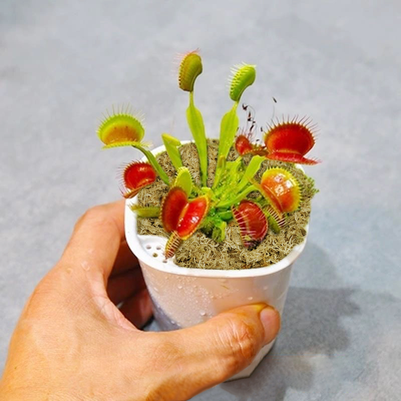 sphagnum moss for venus fly trap
