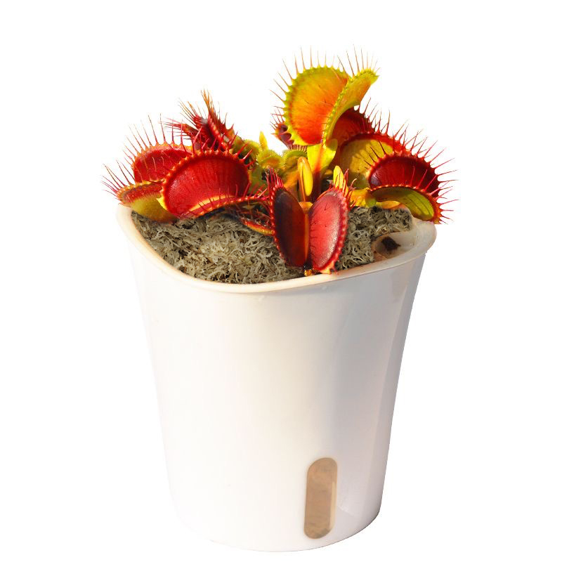sphagnum moss for venus fly trap