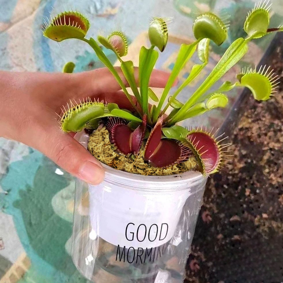sphagnum moss for venus fly trap
