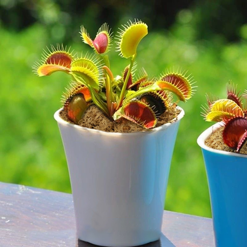 sphagnum moss for venus fly trap