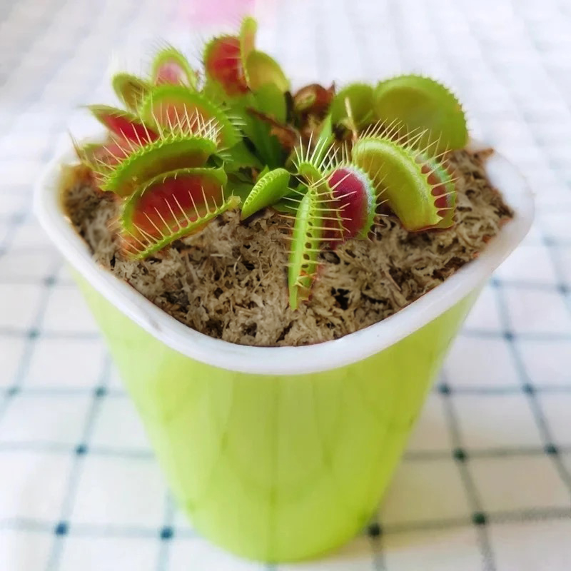sphagnum moss for venus fly trap