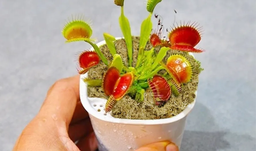 Venus Flytraps
