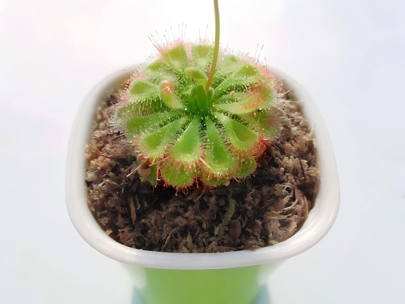 /uploads/image/2026/06/08/jerwtlu-sphagnum-moss-for-sundews-supplier.png jerwtlu-sphagnum-moss-for-sundews-supplier.png